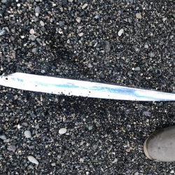 太刀魚みんな釣れてました